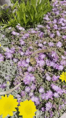 Spring blooms and bubble artist captured in Sagunto plaza