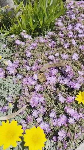 Spring blooms and bubble artist captured in Sagunto plaza