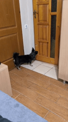 Small dog's quiet morning at home in Mykolaiv