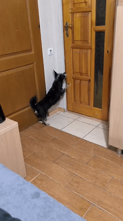 Small dog's quiet morning at home in Mykolaiv
