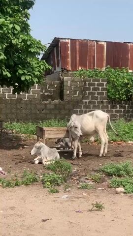 The video depicts three white cows in an area with sandy dirt ground. One cow is standing, and two are lying down. Behind them is a low brick wall, a wooden feeding trough, and a corrugated metal shed. There are also trees and a cell tower visible in the background. The video then cuts to a different scene of a sandy area with trash scattered around and a couple of buildings in the background.