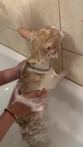 The video shows a person giving a bath to a ginger and white cat in a bathtub. The cat is standing on its hind legs, being held by the person. The cat's fur is wet and covered in white soap suds. The person is using their hands to lather the soap onto the cat's fur. The cat is wearing a silver collar. The bathroom walls are tiled with beige and brown tiles. There is water in the bathtub, creating some foam. A silver hose is visible in the lower right corner of the bathtub. The person has a red and white beaded bracelet on their left wrist.