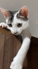 Cats, lechon delivery, flowers captured in Davao City home