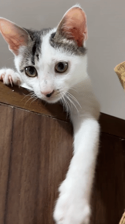 Cats, lechon delivery, flowers captured in Davao City home