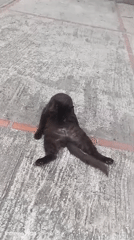 Black cat spotted on patterned concrete surface