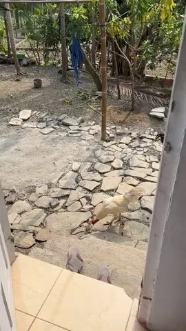 The video shows an outdoor scene with several chickens in what appears to be a farm or backyard. The ground is covered with irregular flat stones and dirt. There are trees and vegetation in the background, and a wooden chicken coop is visible. Several chickens of different colors, including white, black, and speckled brown, are seen walking and pecking at the ground. A pair of flip-flops is placed on a set of concrete steps in the foreground. A bamboo pole stands near the center of the frame. The lighting suggests it is daytime, possibly morning or afternoon.