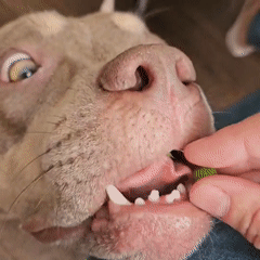 Dogs, destroyed toys, and fresh peas in Ulyanovsk