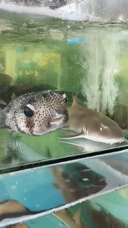 Street life, lanterns, and sea life in Nha Trang