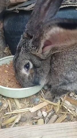 A gray rabbit is shown in close-up, eating from a light-green dish. The food appears to be a mixture of brownish dry pellets and small yellow pieces. The rabbit has long, dark-colored ears. The rabbit is in an enclosure, as evidenced by the wooden boards beneath it and the dark, presumably artificial, background behind it. The ground of the enclosure is covered in hay and small pieces of rock. The camera briefly zooms in and then out, but remains relatively static.