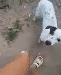 Animal encounters documented in Ban Tai, Thailand early morning