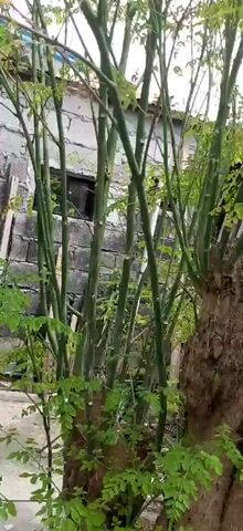 The video shows a camera moving upwards through the branches of a tree. The tree has many thin, green branches and small green leaves. In the background, there is a gray cinder block wall with a dark window opening. Above the wall, the roof of a building is visible, with a blue section and some white siding. The sky is overcast.
