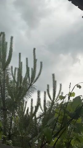 This is a close-up, vertical shot of pine branches against a cloudy sky. The pine needles are green and appear damp, possibly from rain. In the background, dark gray clouds fill the sky, suggesting overcast or stormy weather. To the right of the pine, some green leaves of another plant, possibly a vine, are visible, also appearing wet. The top right corner of the frame shows a dark, horizontal object, possibly a roof or awning. There are no people visible in the video.