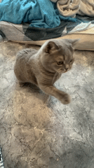 Gray cat plays with silver chain in Perm apartment