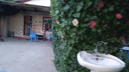 Shaded courtyard in Dushanbe, caged dove and ivy overhead