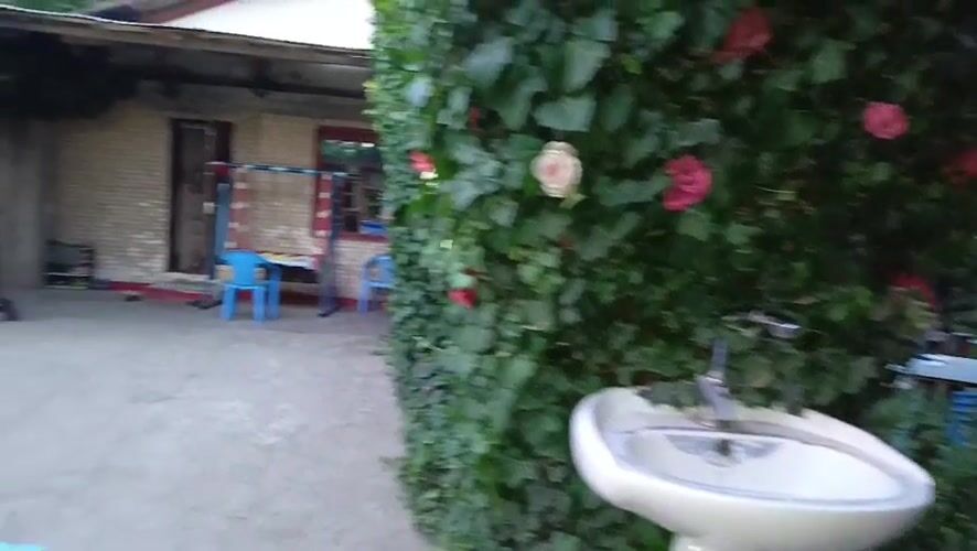 Shaded courtyard in Dushanbe, caged dove and ivy overhead