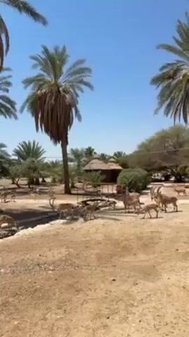 The video shows a sunny, arid landscape with palm trees and a small, thatched-roof structure in the background. A herd of tan-colored goats or gazelles is visible in the foreground, grazing near a small water source. The ground is mostly dry and sandy. The overall scene appears to be a wildlife reserve or zoo environment.