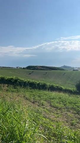 The video shows a rolling green landscape under a bright blue sky with scattered white clouds. In the foreground, tall green grass grows on a slight incline. Further back, a vineyard with dark green leaves runs horizontally across the frame. Beyond the vineyard, a series of rolling hills are visible, some covered in green fields and others dotted with dark, round hay bales. In the distance, a cluster of buildings appears atop a hill, with a larger structure resembling a church or castle on a further peak. The sun is high in the sky, casting bright light and creating a lens flare effect. The overall impression is of a peaceful, rural countryside scene.
