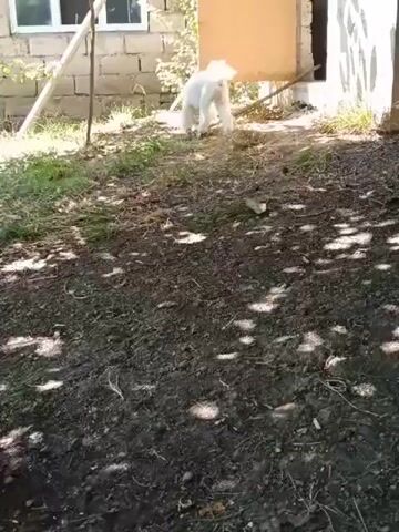 A white dog is walking away from the camera. A brown chicken is standing and looking at the camera. There is a bowl of water on the ground. The ground is covered in dirt and grass. There are trees and buildings in the background.