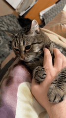 Tabby cat with green eyes documented resting indoors in Izhevsk