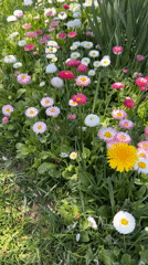 Mother and baby enjoy spring garden morning in Russia
