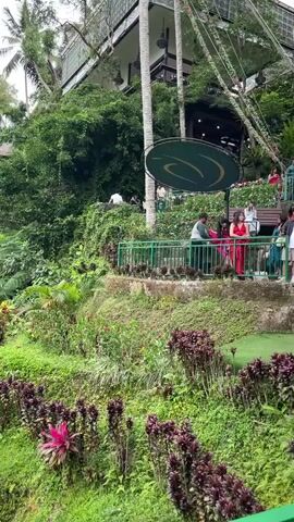 A woman in a long red dress is on a swing, moving back and forth. The swing is attached to a tall structure. The background is a lush green forest with palm trees. There are people standing on a balcony in the background, watching the woman on the swing. The weather appears to be overcast.