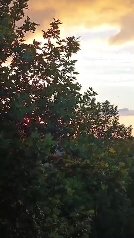 The video shows a time-lapse of a sunset over a city. In the foreground, there are dark green trees with leaves. In the background, there is a body of water, and a city skyline with buildings and a tall tower. The sky is filled with orange, yellow, and pink clouds, with some lighter blue and white streaks. There are also some small dark specks in the sky, which may be birds. The sun is not visible, but its light is illuminating the clouds.