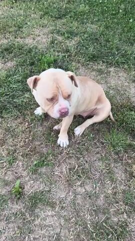 A light-colored dog with a white patch on its head sits on grass. A hand reaches into the frame and pets the dog's head and ears. The dog then turns its head and sniffs the ground. The video ends as the hand continues to pet the dog.
