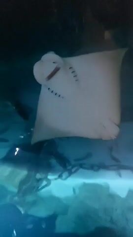 The video displays a close-up view of a stingray swimming in an aquarium. The stingray is predominantly white with dark markings and appears to be moving through blue-tinted water. Other stingrays are also visible in the background, along with the aquarium's structure. The lighting is dim, suggesting the aquarium environment.