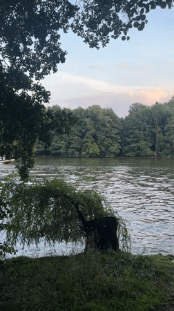 Lakeside park scenes: calm water, wildlife, and a domed church