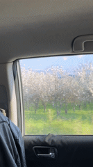 Spring car journey documented through blooming Bulgarian countryside