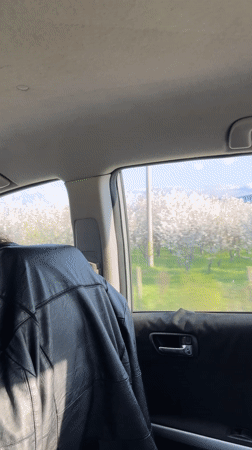 Spring car journey documented through blooming Bulgarian countryside