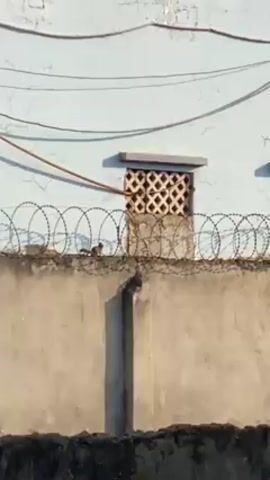 The video shows a segment of a high concrete wall topped with multiple rows of barbed wire, likely used as security fencing. The wall is weathered and has visible cracks. In the background, a light blue building with cracked paint is visible. There are two small, rectangular windows with patterned concrete blocks for ventilation. Power lines run horizontally across the top of the frame. A small bird, possibly a sparrow, is perched on the wall near the barbed wire. The scene is shot in daylight, with the sun casting shadows on the wall.