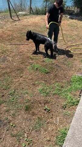A person is hosing down a black dog in a grassy, dry yard. The person is wearing a black t-shirt and dark pants, and holding a yellow hose. The dog is standing still and appears wet. The yard is surrounded by a fence, and in the background, there is a body of water and some trees. The sun is shining, suggesting it is daytime and likely warm weather. The scene appears to be in Rezovo, Bulgaria, as indicated by the location context. The overall mood seems calm and routine, with the person attending to the dog's needs. The image captures a simple, everyday moment of pet care in an outdoor setting.