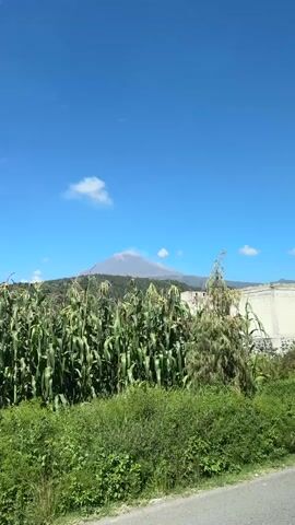The video shows a scenic view of a volcano in the distance, under a clear blue sky with a few white clouds. In the foreground, there is a field of tall corn stalks and lush green vegetation. To the right of the cornfield, there is a partially constructed white building with a stone foundation. The camera pans slightly to the right, revealing more of the cornfield and a palm tree. The overall impression is of a rural landscape with agricultural elements and a prominent natural landmark.