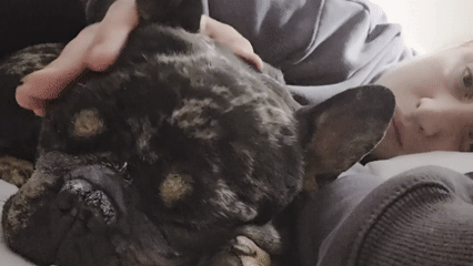 Woman pets sleeping French bulldog in quiet moment