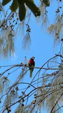 The video shows a vibrantly colored parrot perched on a branch of a tree. The parrot has a red head and chest, with primarily green plumage on the rest of its body. The tree has slender, pine-like needles and small, round seed pods. The background is a clear blue sky with a few wisps of clouds visible. The camera appears to be looking upwards, capturing the bird and branches from below. There is a hint of larger green leaves at the very top left corner of the frame.