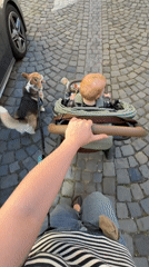 Parent walks baby and dog on Meisenheim street