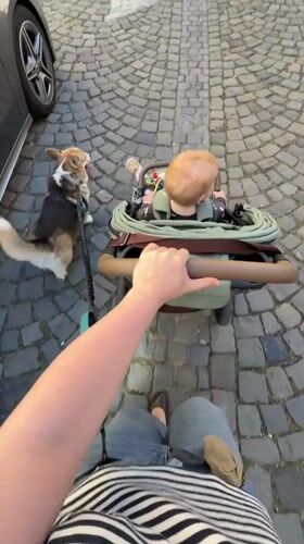 Parent walks baby and dog on Meisenheim street