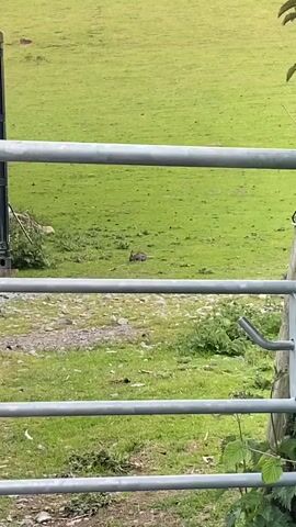 A rabbit sits in a grassy field, visible through a metal gate.  The rabbit is brown and blends somewhat with the grass.  The field is mostly green with some patches of brown.  The gate is silver and horizontal.  A shipping container is to the left of the gate.  A few plants are growing near the gate.