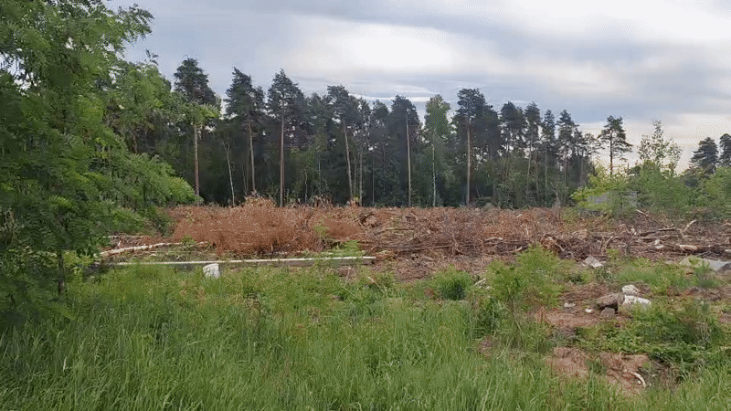 Logging site with memorial cross on Lytkarino forest edge
