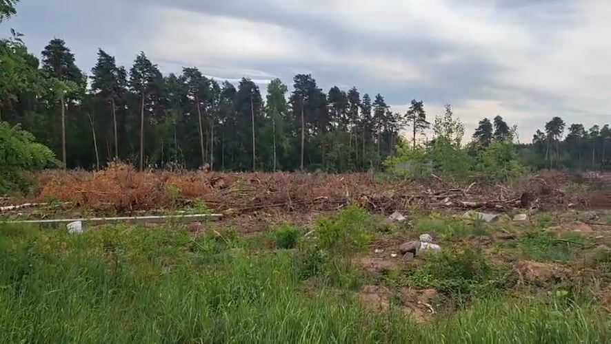 Logging site with memorial cross on Lytkarino forest edge