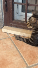 Rome tabby cat plays with lizard, grooms on bed
