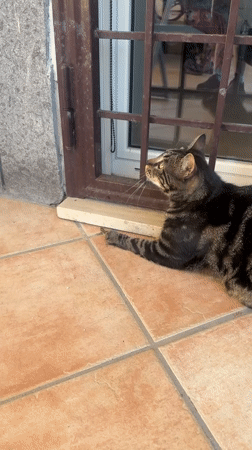 Rome tabby cat plays with lizard, grooms on bed