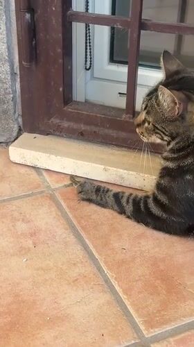 Rome tabby cat plays with lizard, grooms on bed