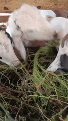 Morning feeding time at a backyard goat pen in Sumatra