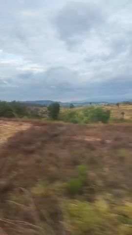 The video shows a view of a rural landscape taken from a moving vehicle. The sky is overcast with a mix of white and grey clouds. The foreground features dry, golden-colored grasses and shrubs, which are blurred due to the speed of the vehicle. There are clusters of green trees and bushes scattered throughout the midground. In the distance, there are low hills or mountains visible on the horizon. The overall environment appears to be open and somewhat dry, under a cloudy sky.