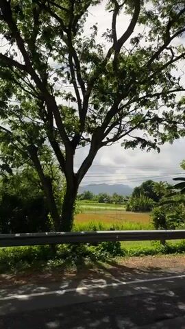 A drone shot begins by focusing on a large tree with bare branches and green leaves. It then pans out to reveal a roadside scene with a metal guardrail separating the road from a field of crops. In the distance, hills and more trees are visible under a partly cloudy sky. The drone moves along the road, showing more trees and utility poles with power lines. The scene is rural, with a focus on nature and infrastructure.