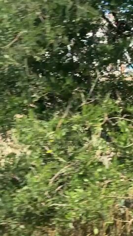 The video displays a rural landscape with a large pile of garbage in the background. The foreground features a tree with green leaves and dry, yellow grass. The garbage pile is extensive, with various types of waste visible, including plastic, paper, and other debris. The sky is a clear blue. The camera pans across the scene, focusing on the tree and then the garbage heap.