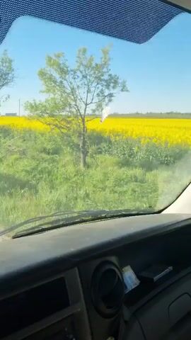 The camera is situated inside an IVECO vehicle, providing a driver's perspective. The vehicle travels on a gray asphalt road that is flanked by vibrant green grass, with a vast field of yellow flowers in the distance, under a clear blue sky. At one point, a bare tree is seen at the roadside. The dashboard, steering wheel, and side mirror are visible within the cabin of the vehicle. The speedometer shows the vehicle is traveling about 40 kilometers per hour and the odometer displays 329,789.