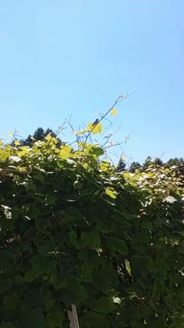 A bird is perched on a thin branch among green leaves and vines against a clear blue sky. The bird is facing to the right and appears to be a sparrow.